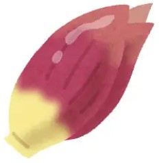 みょうが