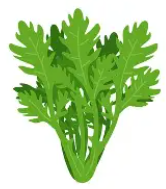 春菊