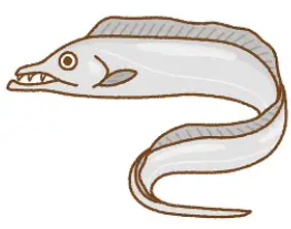 太刀魚